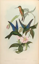 Pterophanes temmincki = Pterophanes cyanopterus